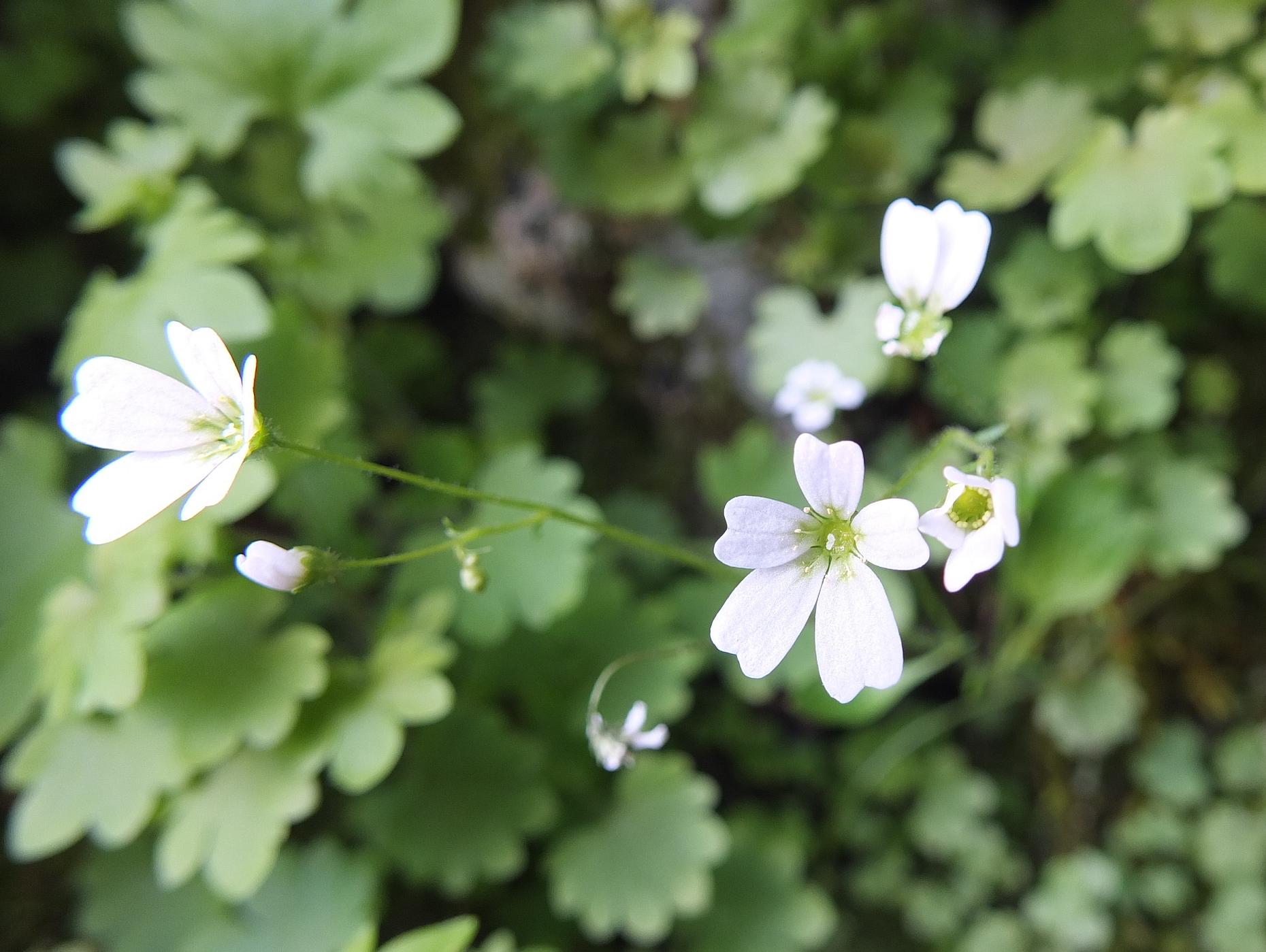 Saxifraga berica / Sassifraga dei Colli Berici